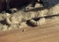 Tarlo del legno